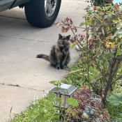 Dorthy, a Light-brown Tortoise shell Cat