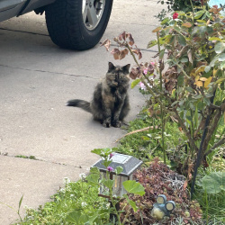 {petName}, a Light-brown Tortoise shell Cat